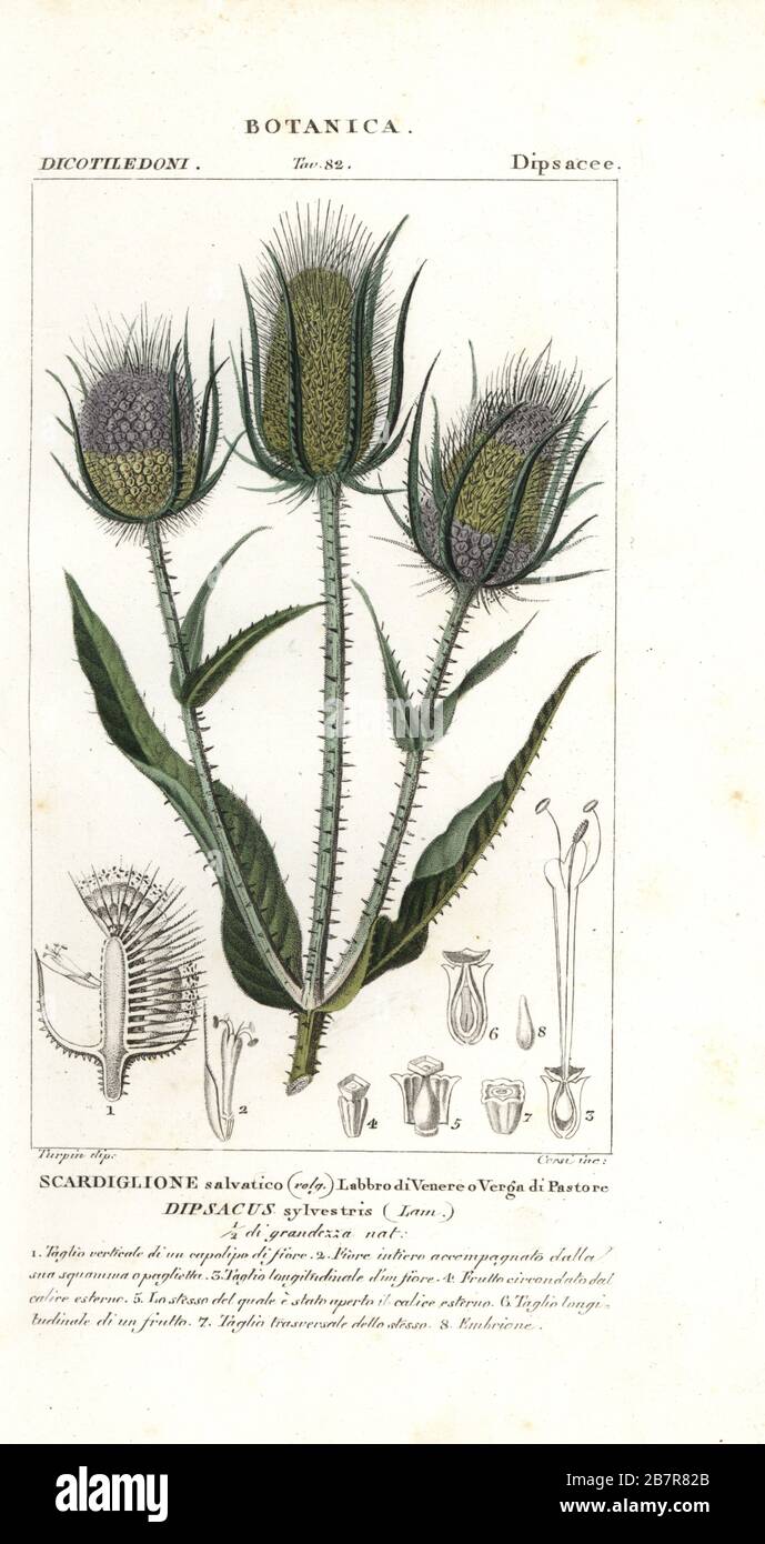 Wild teasel or fuller's teasel, Dipsacus fullonum. Handcoloured copperplate stipple engraving from Jussieu's Dizionario delle Scienze Naturali, Dictionary of Natural Science, Florence, Italy, 1837. Illustration engraved by Corsi, drawn and directed by Pierre Jean-Francois Turpin, and published by Batelli e Figli. Turpin (1775-1840) is considered one of the greatest French botanical illustrators of the 19th century. Stock Photo