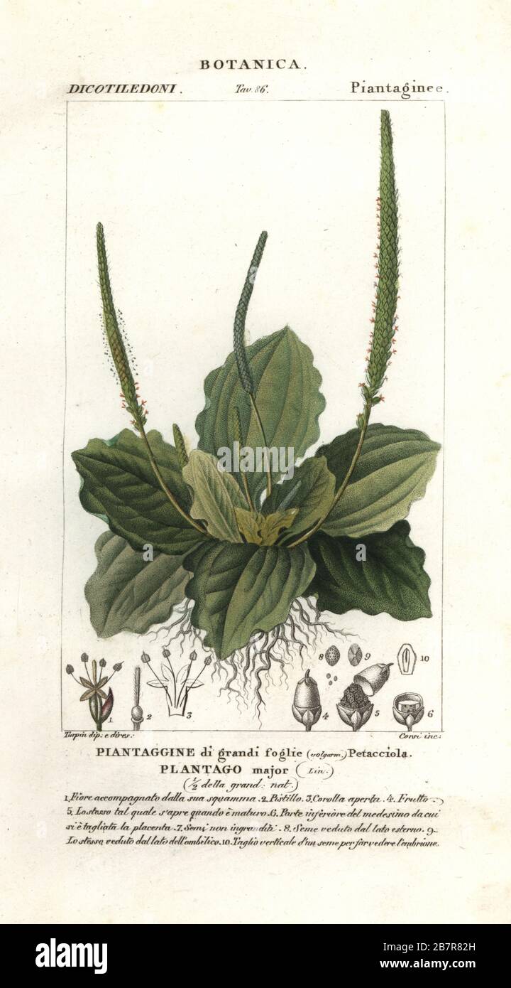 Greater plantain, Plantago major. Handcoloured copperplate stipple engraving from Jussieu's Dizionario delle Scienze Naturali, Dictionary of Natural Science, Florence, Italy, 1837. Illustration engraved by Corsi, drawn and directed by Pierre Jean-Francois Turpin, and published by Batelli e Figli. Turpin (1775-1840) is considered one of the greatest French botanical illustrators of the 19th century. Stock Photo