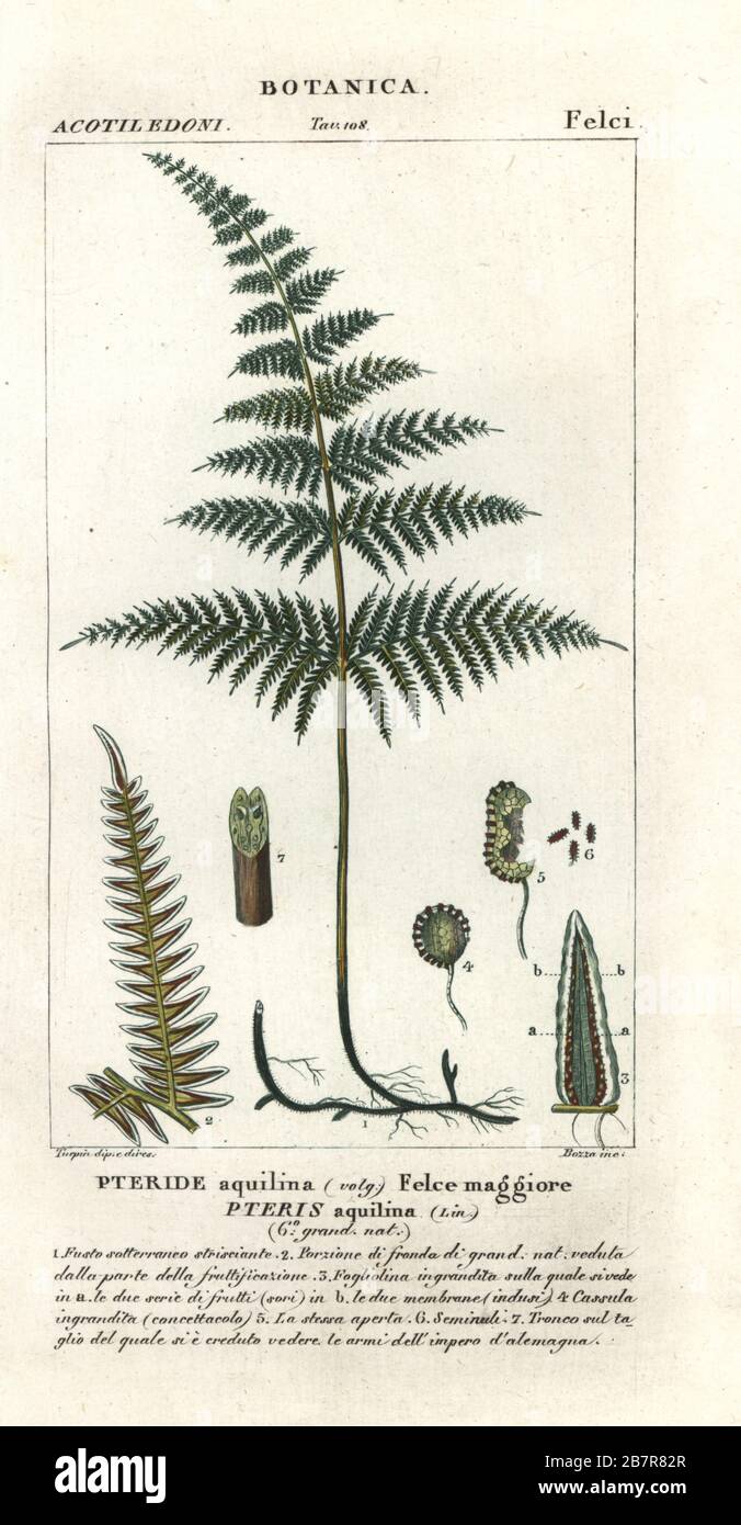 Common bracken or brake, Pteridium aquilinum. Handcoloured copperplate stipple engraving from Jussieu's Dizionario delle Scienze Naturali, Dictionary of Natural Science, Florence, Italy, 1837. Illustration engraved by Bozza, drawn and directed by Pierre Jean-Francois Turpin, and published by Batelli e Figli. Turpin (1775-1840) is considered one of the greatest French botanical illustrators of the 19th century. Stock Photo