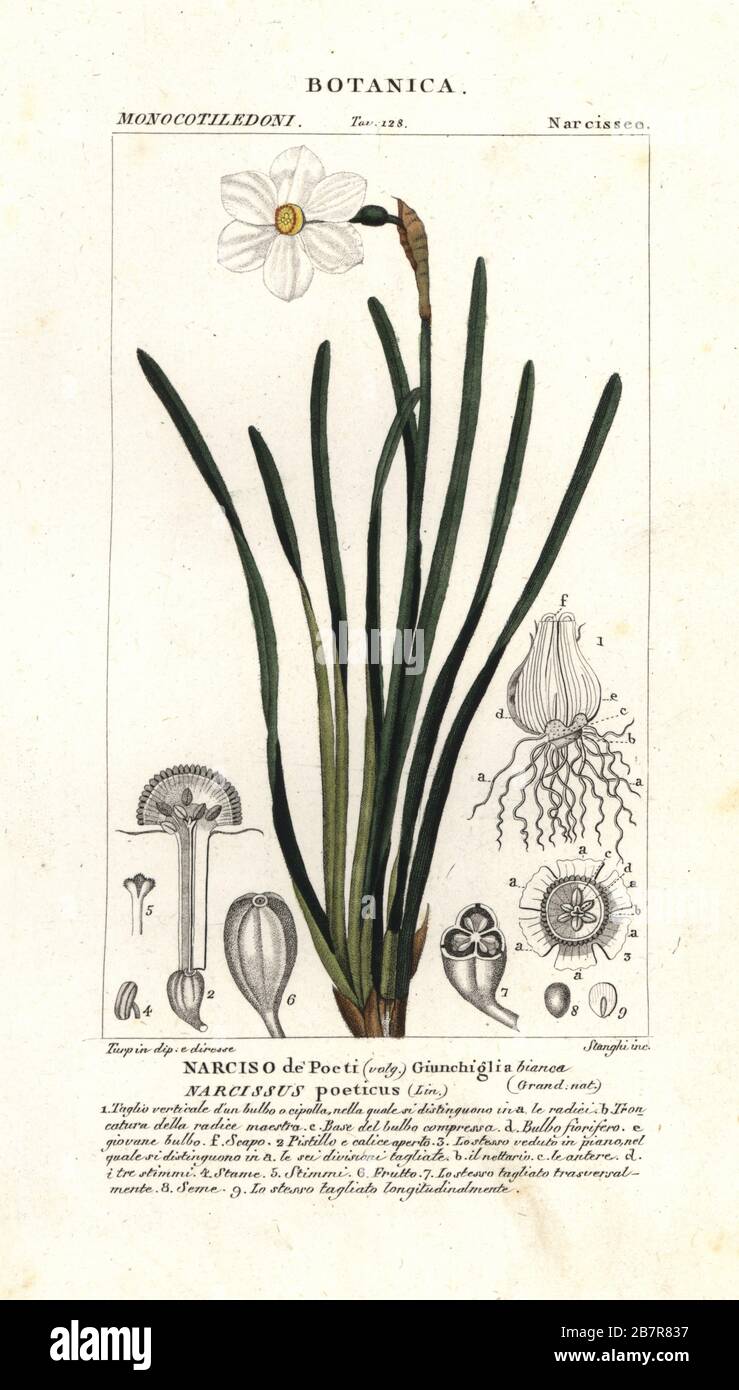 Poet's daffodil, Narcissus poeticus. Handcoloured copperplate stipple engraving from Jussieu's Dizionario delle Scienze Naturali, Dictionary of Natural Science, Florence, Italy, 1837. Illustration engraved by Stanghi, drawn and directed by Pierre Jean-Francois Turpin, and published by Batelli e Figli. Turpin (1775-1840) is considered one of the greatest French botanical illustrators of the 19th century. Stock Photo