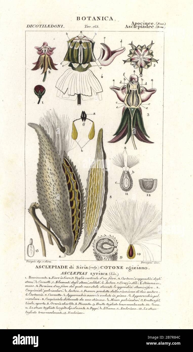 Common milkweed, Asclepias syriaca, showing seed and floss. Handcoloured copperplate stipple engraving from Jussieu's Dizionario delle Scienze Naturali, Dictionary of Natural Science, Florence, Italy, 1837. Illustration engraved by Verico, drawn and directed by Pierre Jean-Francois Turpin, and published by Batelli e Figli. Turpin (1775-1840) is considered one of the greatest French botanical illustrators of the 19th century. Stock Photo
