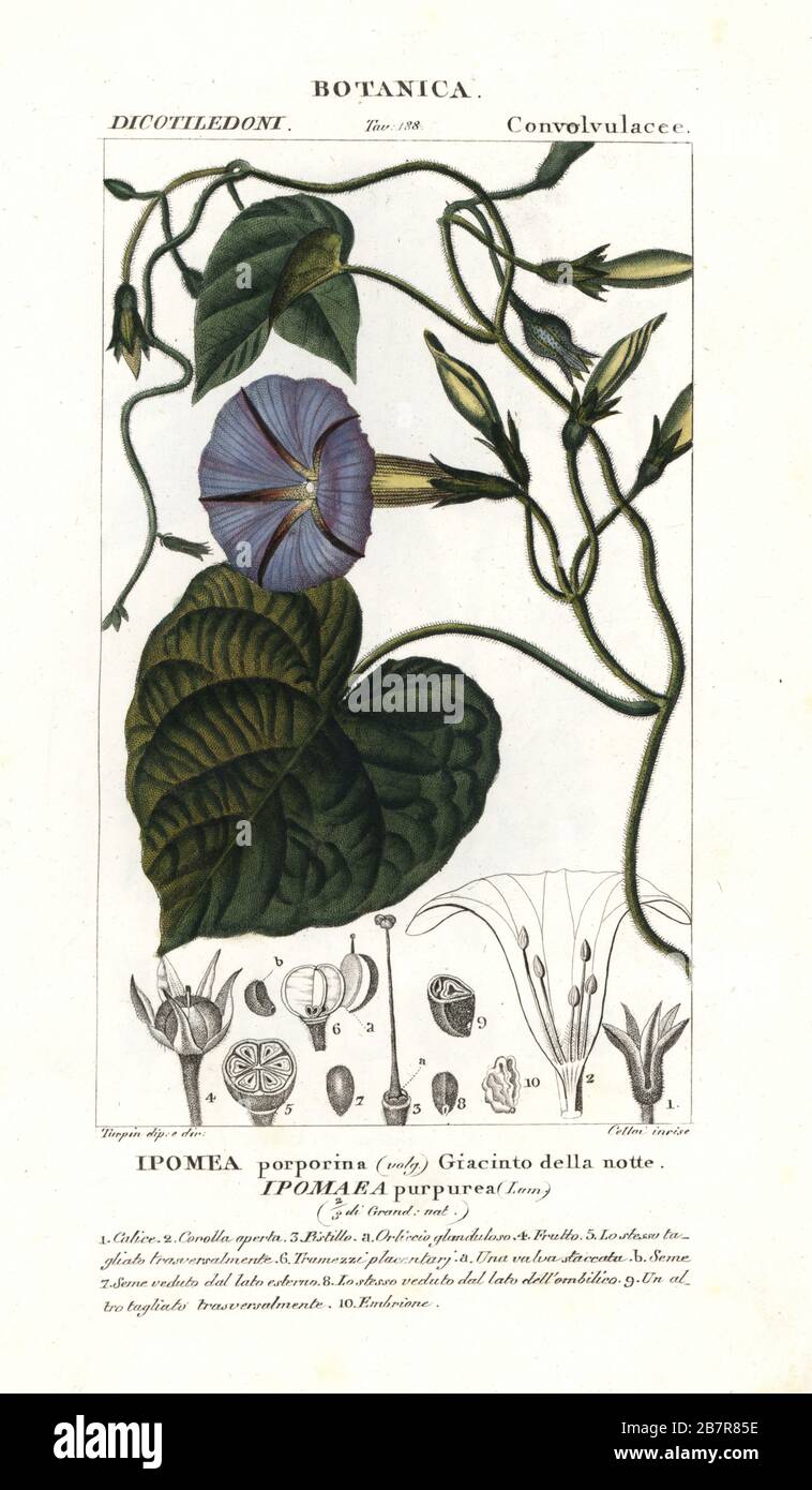 Purple morning glory, Ipomoea purpurea. Handcoloured copperplate stipple engraving from Jussieu's Dizionario delle Scienze Naturali, Dictionary of Natural Science, Florence, Italy, 1837. Illustration engraved by Cellai, drawn and directed by Pierre Jean-Francois Turpin, and published by Batelli e Figli. Turpin (1775-1840) is considered one of the greatest French botanical illustrators of the 19th century. Stock Photo