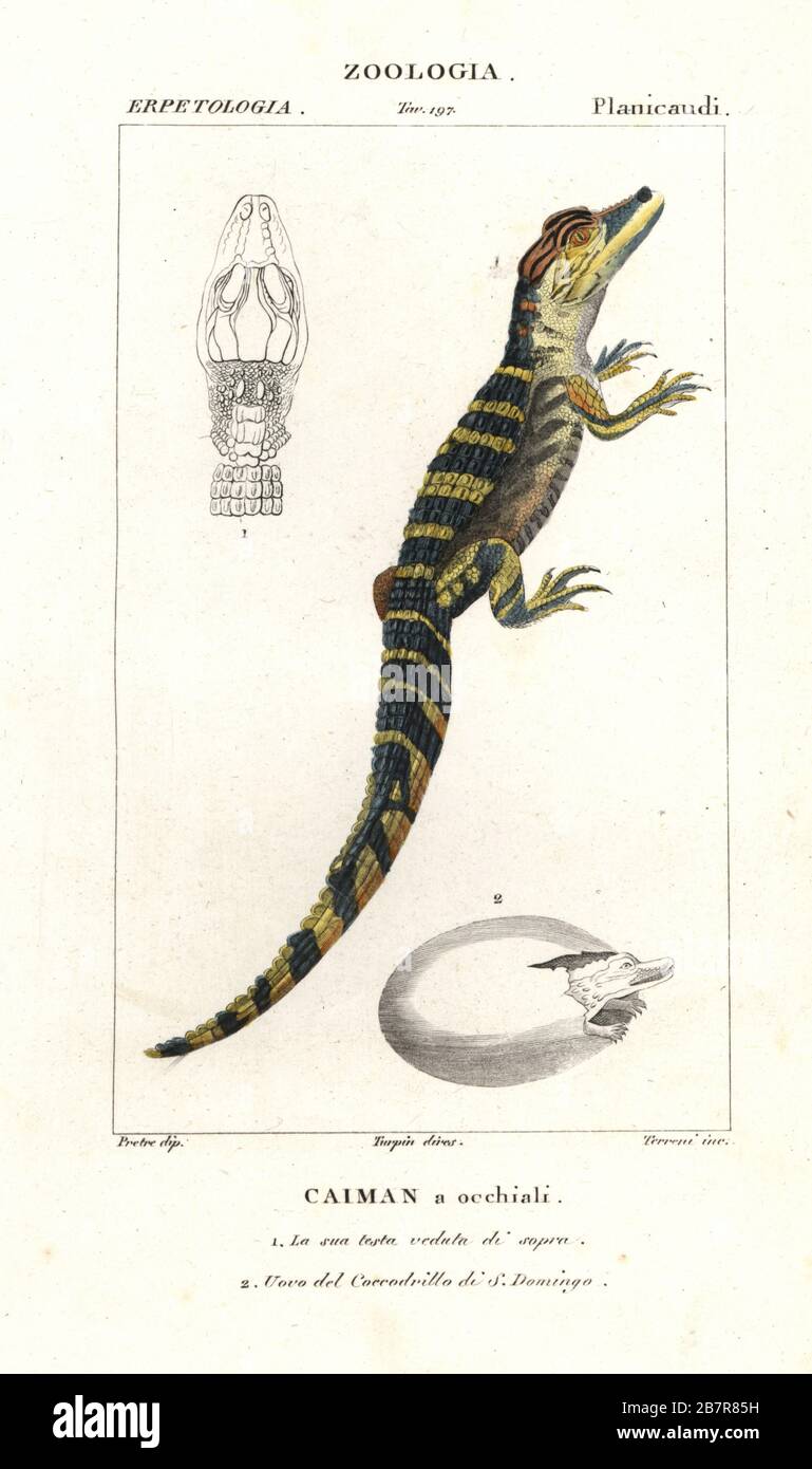 Spectacled caiman, Caiman crocodilus 1 and hatching egg of the American  crocodile, Crocodylus acutus 2. Handcoloured copperplate stipple engraving  from Jussieu's Dizionario delle Scienze Naturali, Dictionary of Natural  Science, Florence, Italy, 1837.