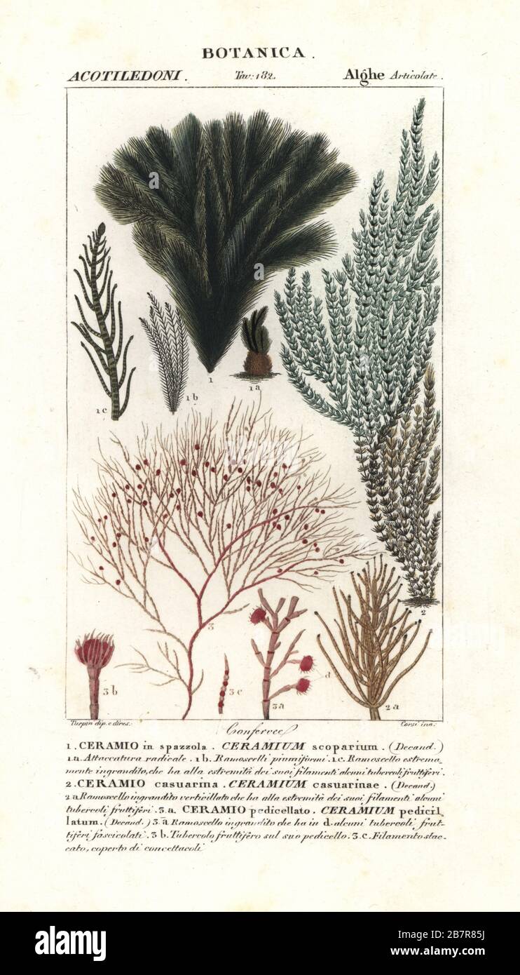 Red algae species Halopteris scoparia 1, Ceramium casuarinae 2, and Ceramium 3. Handcoloured copperplate stipple engraving from Jussieu's Dizionario delle Scienze Naturali, Dictionary of Natural Science, Florence, 1837. Illustration