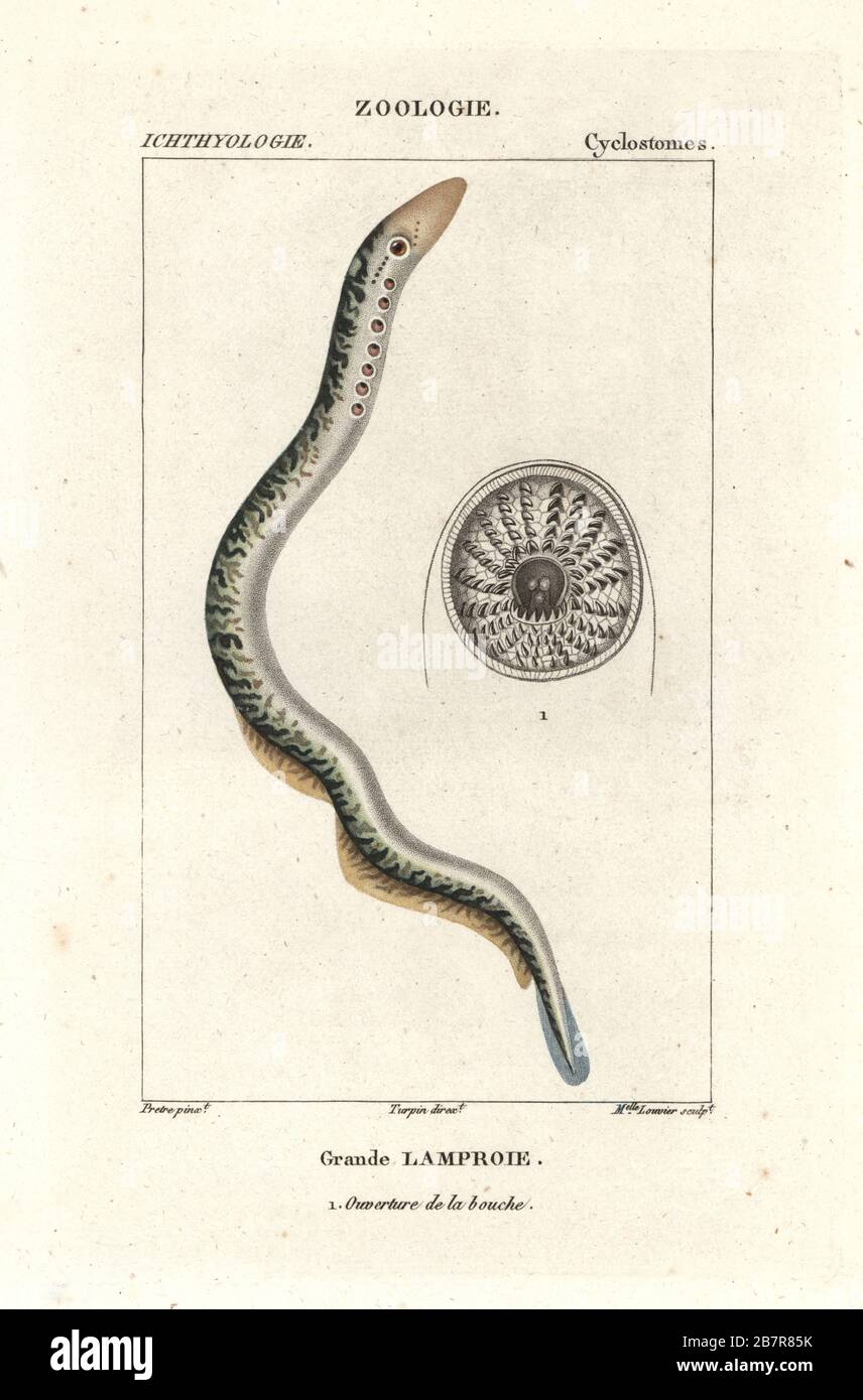 Sea lamprey, Petromyzon marinus 2 and detail of mouth 1 . Handcoloured copperplate stipple engraving from Antoine Laurent de Jussieu's Dizionario delle Scienze Naturali, Dictionary of Natural Science, Florence, Italy, 1837. Illustration engraved by Mlle. Louvier, drawn by Jean Gabriel Pretre, directed by Pierre Jean-Francois Turpin, and published by Batelli e Figli. Turpin (1775-1840) is considered one of the greatest French botanical illustrators of the 19th century. Stock Photo