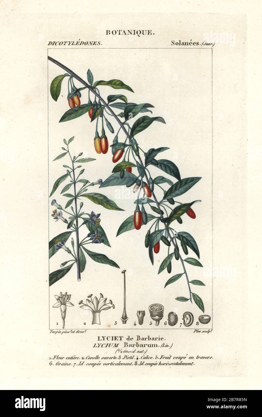 Goji berry, Lycium barbarum. Handcoloured copperplate stipple engraving from Antoine Laurent de Jussieu's Dizionario delle Scienze Naturali, Dictionary of Natural Science, Florence, Italy, 1837. Illustration engraved by Plee, drawn and directed by Pierre Jean-Francois Turpin, and published by Batelli e Figli. Turpin (1775-1840) is considered one of the greatest French botanical illustrators of the 19th century. Stock Photo