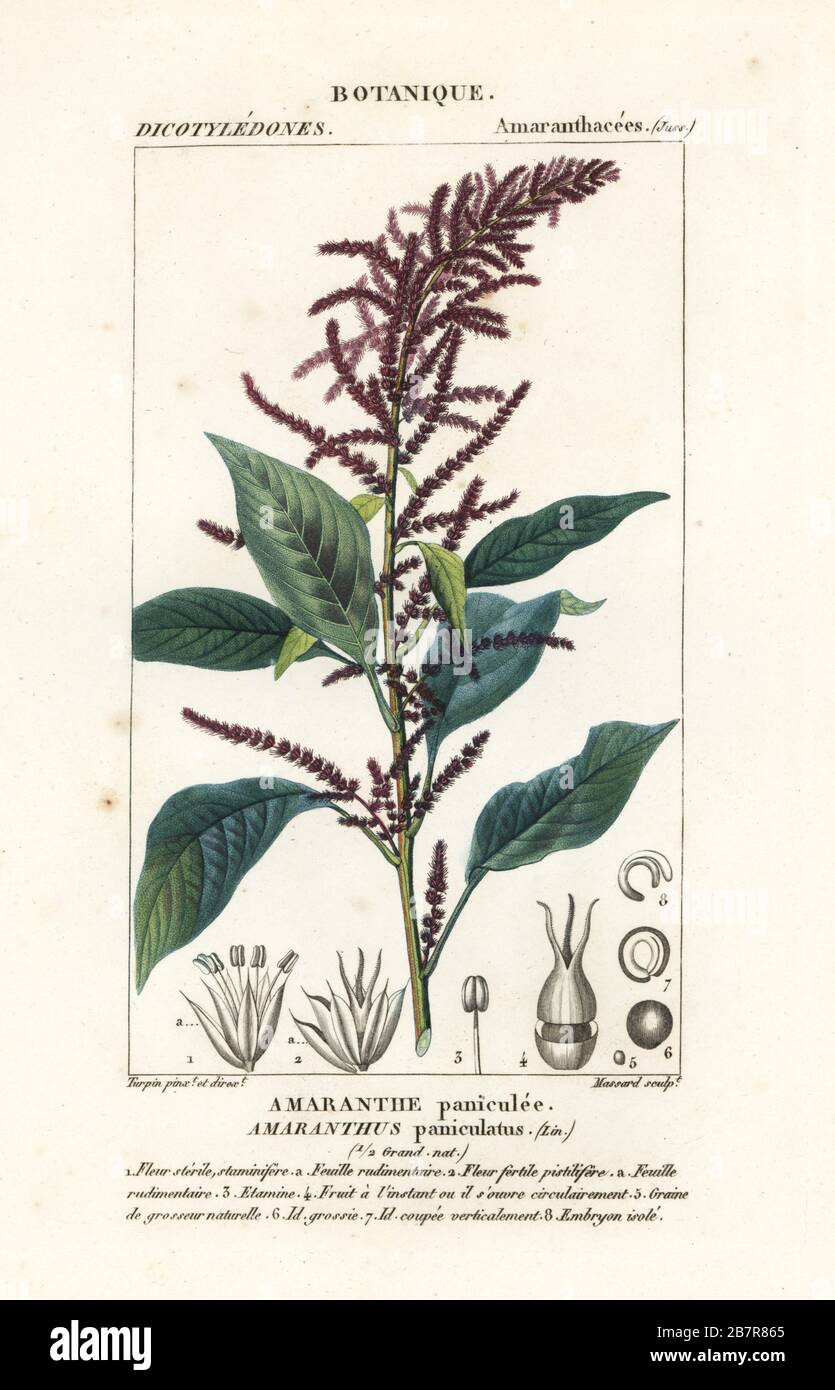 Blood amaranth or Mexican grain amaranth, Amaranthus cruentus (amaranthe paniculee, Amaranthus paniculatus.) Handcoloured copperplate stipple engraving from Antoine Laurent de Jussieu's Dizionario delle Scienze Naturali, Dictionary of Natural Science, Florence, Italy, 1837. Illustration engraved by Massard, drawn and directed by Pierre Jean-Francois Turpin, and published by Batelli e Figli. Turpin (1775-1840) is considered one of the greatest French botanical illustrators of the 19th century. Stock Photo