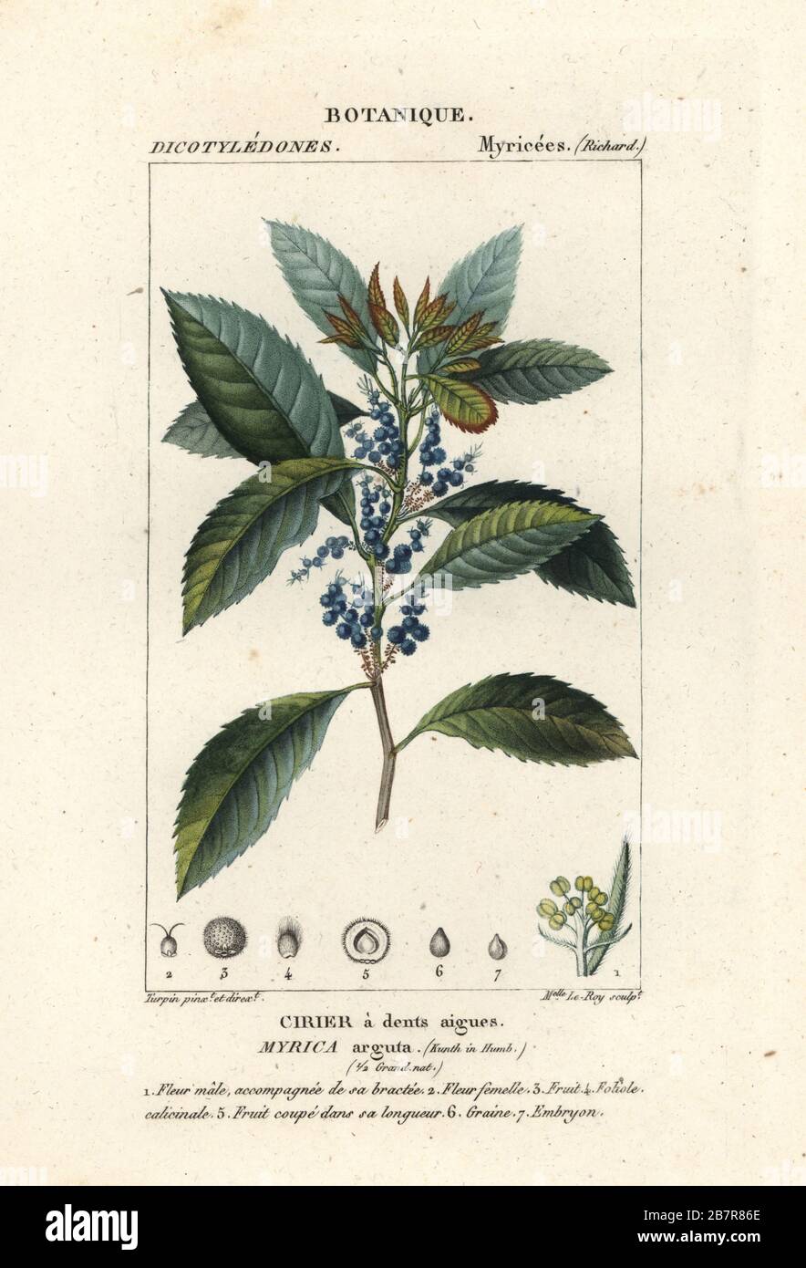 Bayberry Tree High Resolution Stock Photography and Images - Alamy