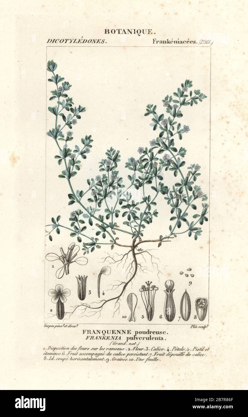 European sea heath, Frankenia pulverulenta. Handcoloured copperplate stipple engraving from Antoine Laurent de Jussieu's Dizionario delle Scienze Naturali, Dictionary of Natural Science, Florence, Italy, 1837. Illustration engraved by Plee, drawn and directed by Pierre Jean-Francois Turpin, and published by Batelli e Figli. Turpin (1775-1840) is considered one of the greatest French botanical illustrators of the 19th century. Stock Photo