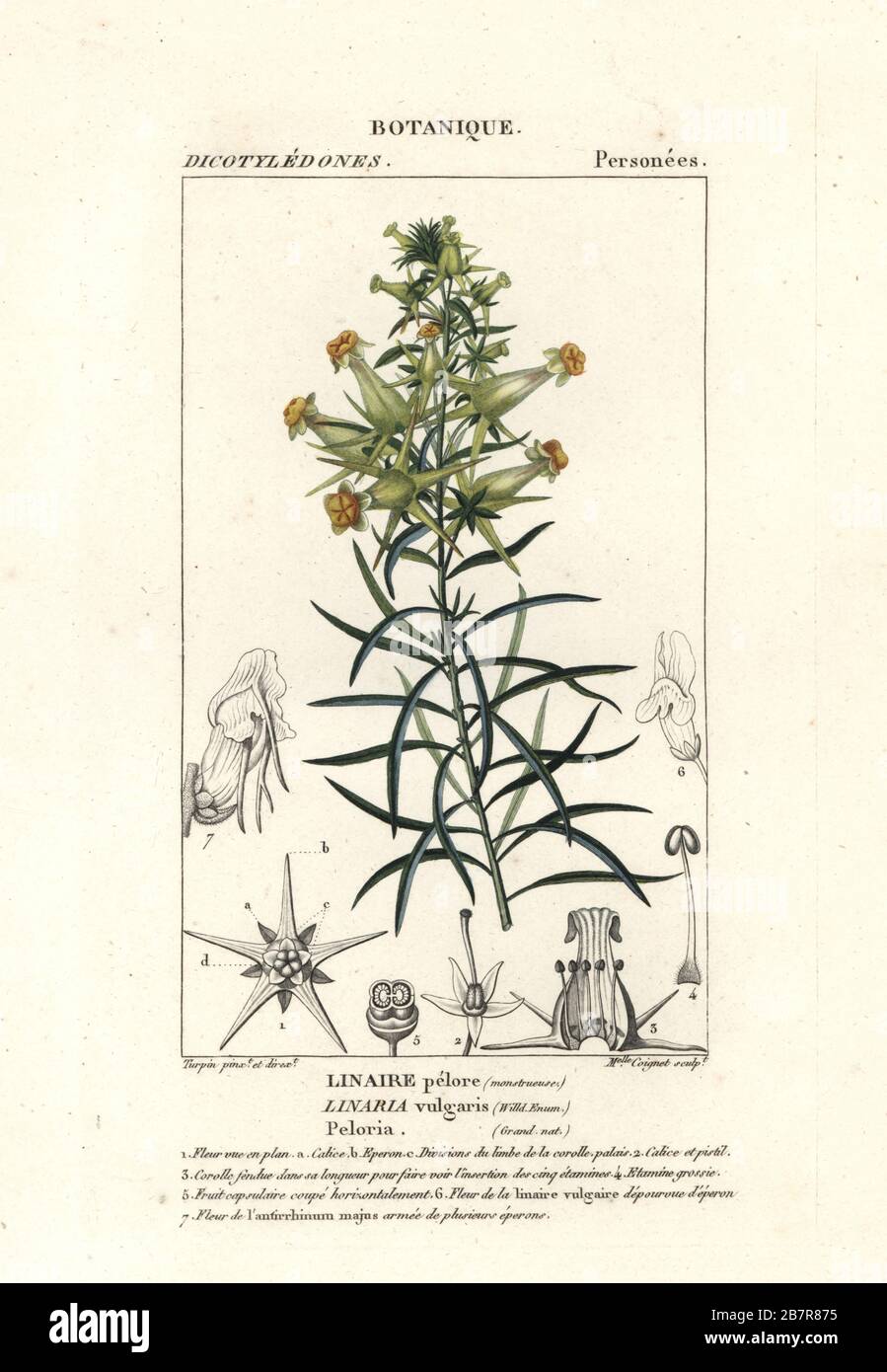 Common toadflax, Linaris vulgaris. Linaire pelore. Handcoloured copperplate stipple engraving from Antoine Laurent de Jussieu's Dizionario delle Scienze Naturali, Dictionary of Natural Science, Florence, Italy, 1837. Illustration engraved by Mlle. Coignet, drawn and directed by Pierre Jean-Francois Turpin, and published by Batelli e Figli. Turpin (1775-1840) is considered one of the greatest French botanical illustrators of the 19th century. Stock Photo