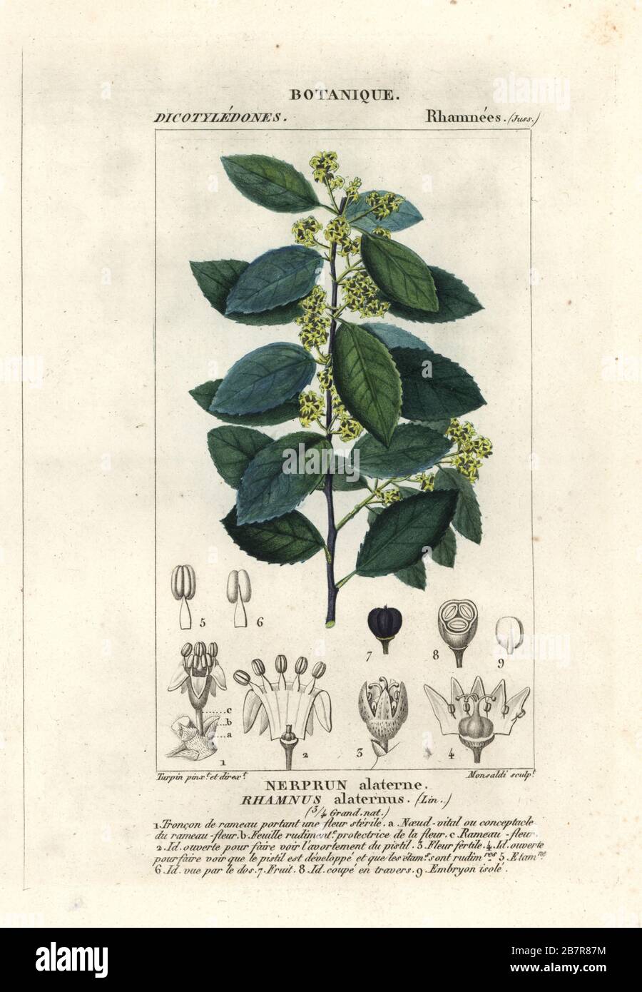 Italian buckthorn or Mediterranean buckthorn, Rhamnus alaternus. Nerprun alaterne. Handcoloured copperplate stipple engraving from Antoine Laurent de Jussieu's Dizionario delle Scienze Naturali, Dictionary of Natural Science, Florence, Italy, 1837. Illustration engraved by Monsaldi, drawn and directed by Pierre Jean-Francois Turpin, and published by Batelli e Figli. Turpin (1775-1840) is considered one of the greatest French botanical illustrators of the 19th century. Stock Photo