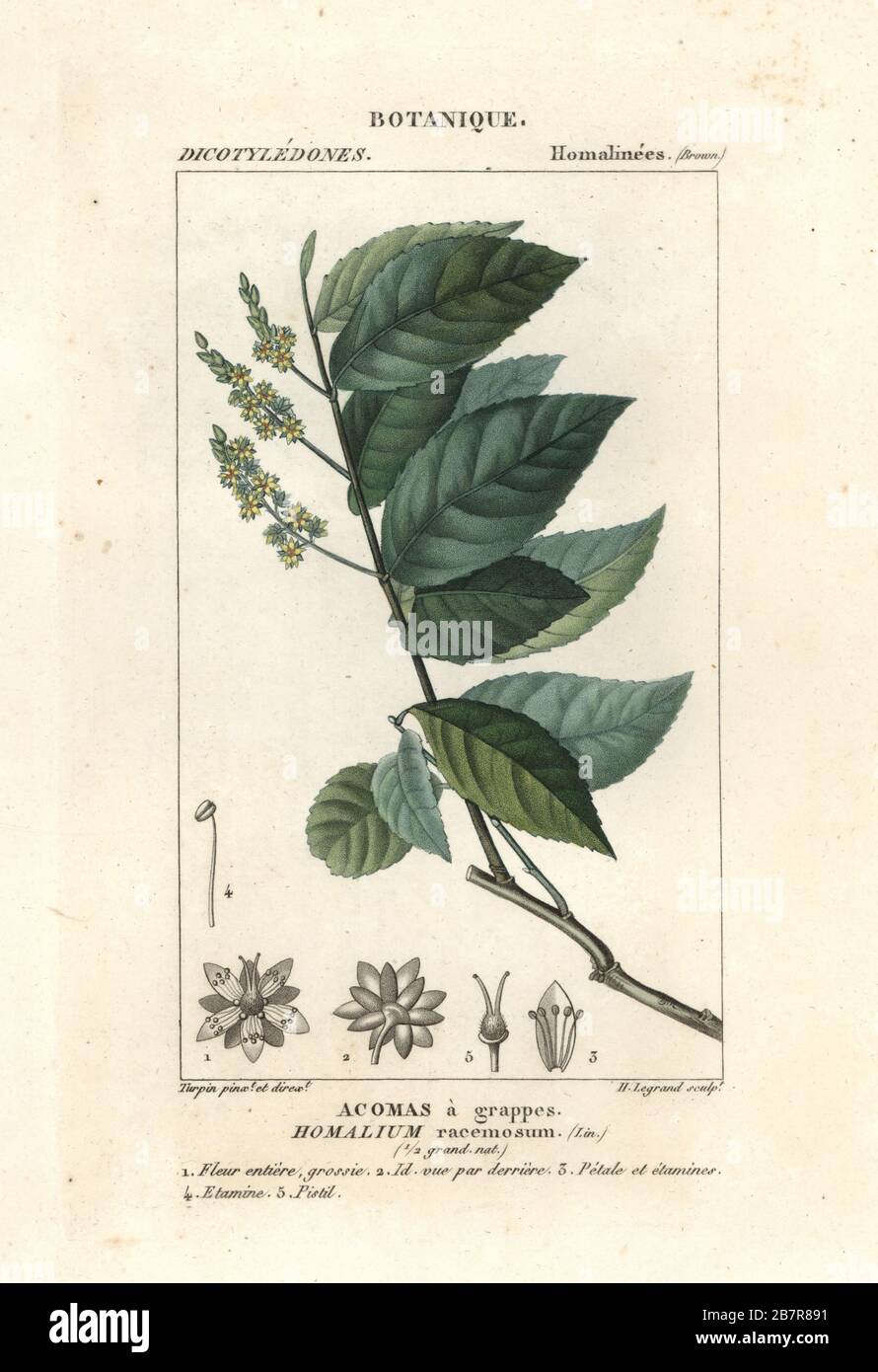 Ironwood, Homalium racemosum, Acomas a grappes. Handcoloured copperplate stipple engraving from Antoine Laurent de Jussieu's Dizionario delle Scienze Naturali, Dictionary of Natural Science, Florence, Italy, 1837. Illustration engraved by H. Legrand, drawn and directed by Pierre Jean-Francois Turpin, and published by Batelli e Figli. Turpin (1775-1840) is considered one of the greatest French botanical illustrators of the 19th century. Stock Photo