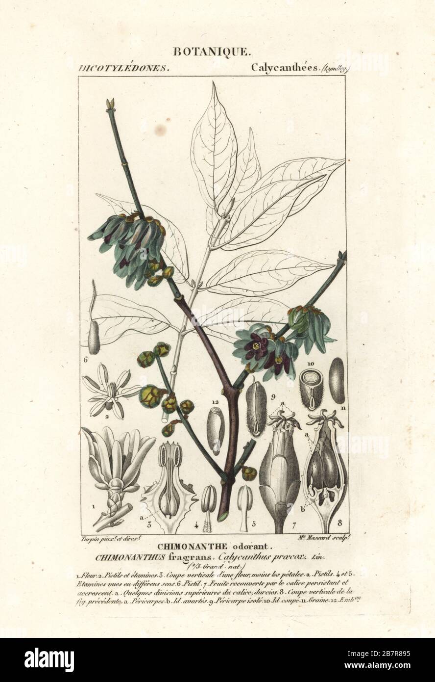 Wintersweet or Japanese allspice, Chimonanthus praecox. Chimonanthus fragrans, Calycanthus praecox, Chimonanthe odorant. Handcoloured copperplate stipple engraving from Antoine Laurent de Jussieu's Dizionario delle Scienze Naturali, Dictionary of Natural Science, Florence, Italy, 1837. Illustration engraved by Madame Massard, drawn and directed by Pierre Jean-Francois Turpin, and published by Batelli e Figli. Turpin (1775-1840) is considered one of the greatest French botanical illustrators of the 19th century. Stock Photo