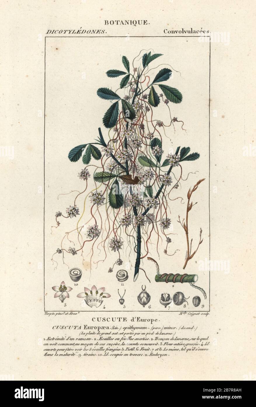 Great dodder or European dodder, Cuscuta europaea, Cuscute d’Europe. Handcoloured copperplate stipple engraving from Antoine Laurent de Jussieu's Dizionario delle Scienze Naturali, Dictionary of Natural Science, Florence, Italy, 1837. Illustration engraved by Mlle. Coignet, drawn and directed by Pierre Jean-Francois Turpin, and published by Batelli e Figli. Turpin (1775-1840) is considered one of the greatest French botanical illustrators of the 19th century. Stock Photo
