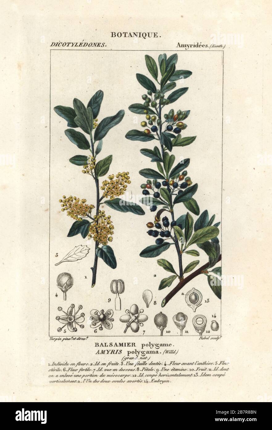 Hardee peppertree or Chilean pepper tree, Schinus polygama. (Amyris polygama, Balsamer polygame.) Handcoloured copperplate stipple engraving from Antoine Laurent de Jussieu's Dizionario delle Scienze Naturali, Dictionary of Natural Science, Florence, Italy, 1837. Illustration engraved by Rebel, drawn and directed by Pierre Jean-Francois Turpin, and published by Batelli e Figli. Turpin (1775-1840) is considered one of the greatest French botanicalillustrators of the 19th century. Stock Photo