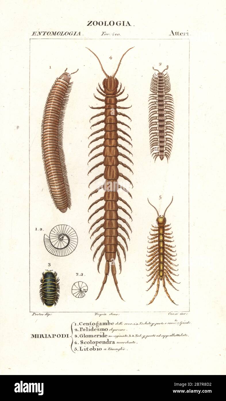 Striped millipede, Ommatoiulus sabulosus 1, flat-backed millipede, Polydesmus depressus 2, pill millipede, Glomeris marginata 3, Tanzanian blue ringleg, Scolopendra morsitans 4, and stone centipede, Lithobius species 5. Handcoloured copperplate stipple engraving from Antoine Laurent de Jussieu's Dizionario delle Scienze Naturali, Dictionary of Natural Science, Florence, Italy, 1837. Illustration engraved by Corsi, drawn and directed by Pierre Jean-Francois Turpin, and published by Batelli e Figli. Turpin (1775-1840) is considered one of the greatest French botanical illustrators of the 19th ce Stock Photo