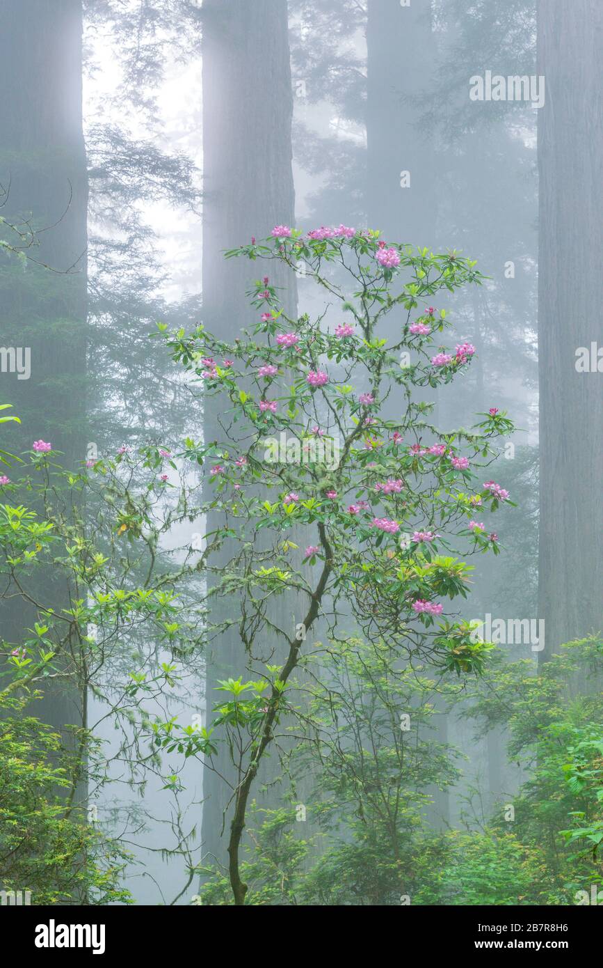 Rhododendron Bloom, Redwoods, Coastal Fog, Damnation Creek, Del Norte Redwoods State Park, Redwood National and State Parks, California Stock Photo