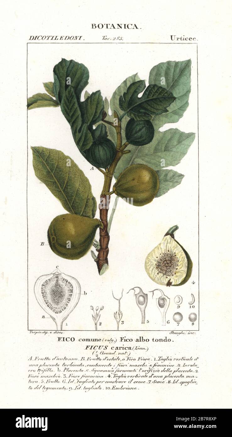 Fig tree, Ficus carica, showing unripe and ripe fruit on a branch, and  section through fruit. Handcoloured copperplate stipple engraving from  Antoine Laurent de Jussieu's Dizionario delle Scienze Naturali, Dictionary  of Natural