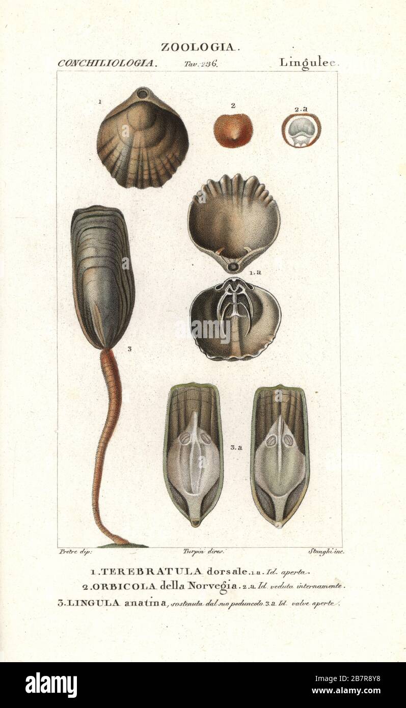 Brachiopods: Terebratella dorsata 1, Orbicula norvegica 2, and Lingula anatina 3. Terebratula dorsale, Orbicola della Norvegia, Lingula anatina. Handcoloured copperplate stipple engraving from Antoine Laurent de Jussieu's Dizionario delle Scienze Naturali, Dictionary of Natural Science, Florence, Italy, 1837. Illustration engraved by Stanghi, drawn by Jean Gabriel Pretre and directed by Pierre Jean-Francois Turpin, and published by Batelli e Figli. Turpin (1775-1840) is considered one of the greatest French botanical illustrators of the 19th century. Stock Photo