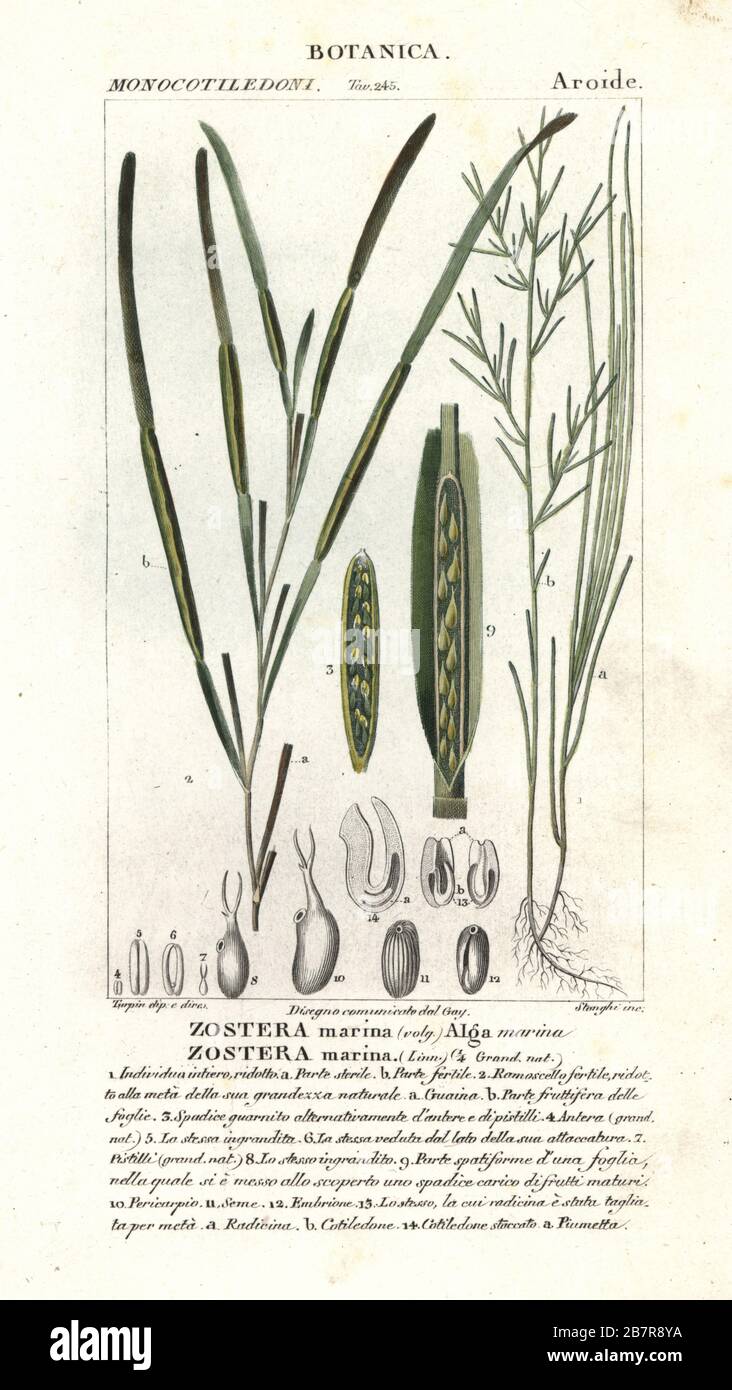 Eelgrass or seawrack, Zostera marina. Handcoloured copperplate stipple engraving from Antoine Laurent de Jussieu's Dizionario delle Scienze Naturali, Dictionary of Natural Science, Florence, Italy, 1837. Illustration engraved by Stanghi, drawn and directed by Pierre Jean-Francois Turpin, and published by Batelli e Figli. Turpin (1775-1840) is considered one of the greatest French botanical illustrators of the 19th century. Stock Photo