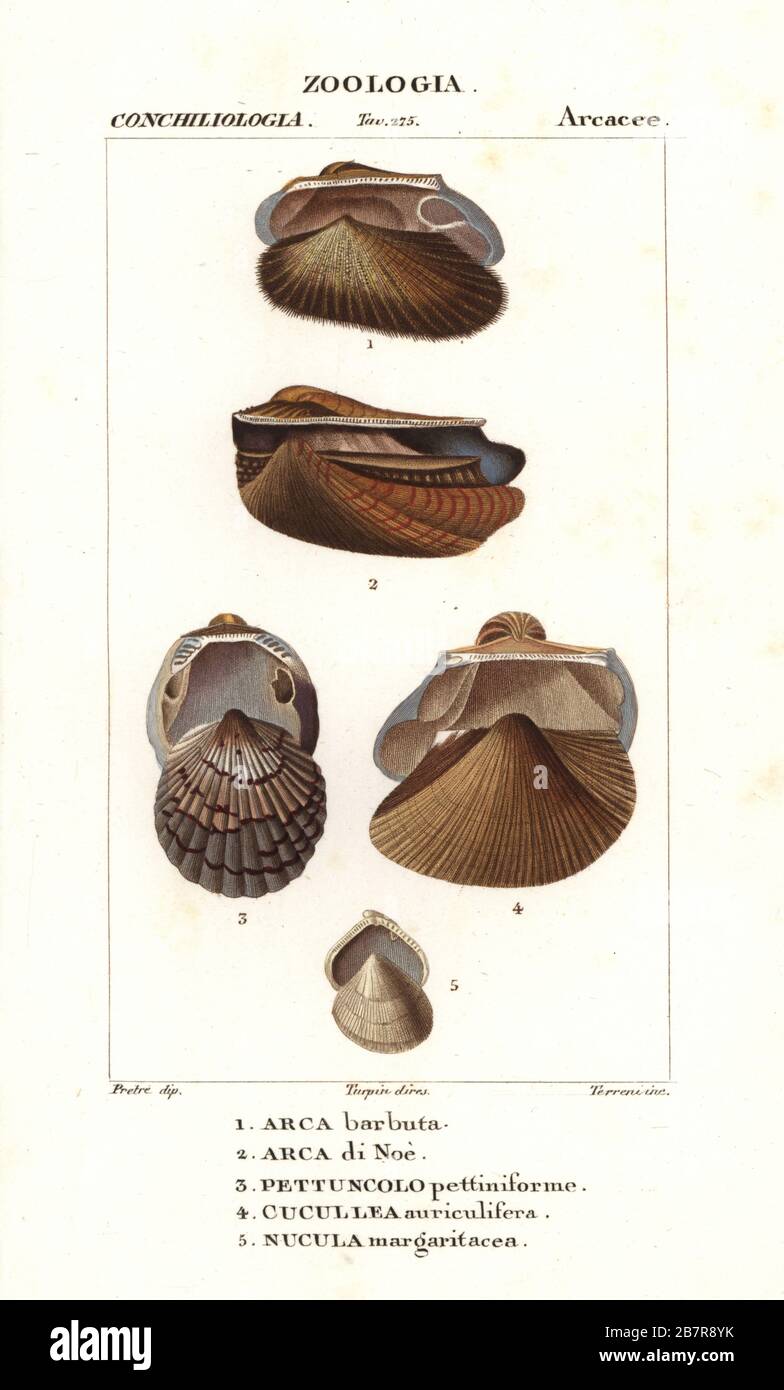 Ark clam, Barbatia barbata 1, Noah’s ark shell, Arca noae 2, Tucetona pectunculus 3, false ark shell, Cucullaea labiata 4, and Nucula margaritacea 5. Handcoloured copperplate stipple engraving from Antoine Laurent de Jussieu's Dizionario delle Scienze Naturali, Dictionary of Natural Science, Florence, Italy, 1837. Illustration engraved by Terreni, drawn by Jean Gabriel Pretre and directed by Pierre Jean-Francois Turpin, and published by Batelli e Figli. Turpin (1775-1840) is considered one of the greatest French botanical illustrators of the 19th century. Stock Photo