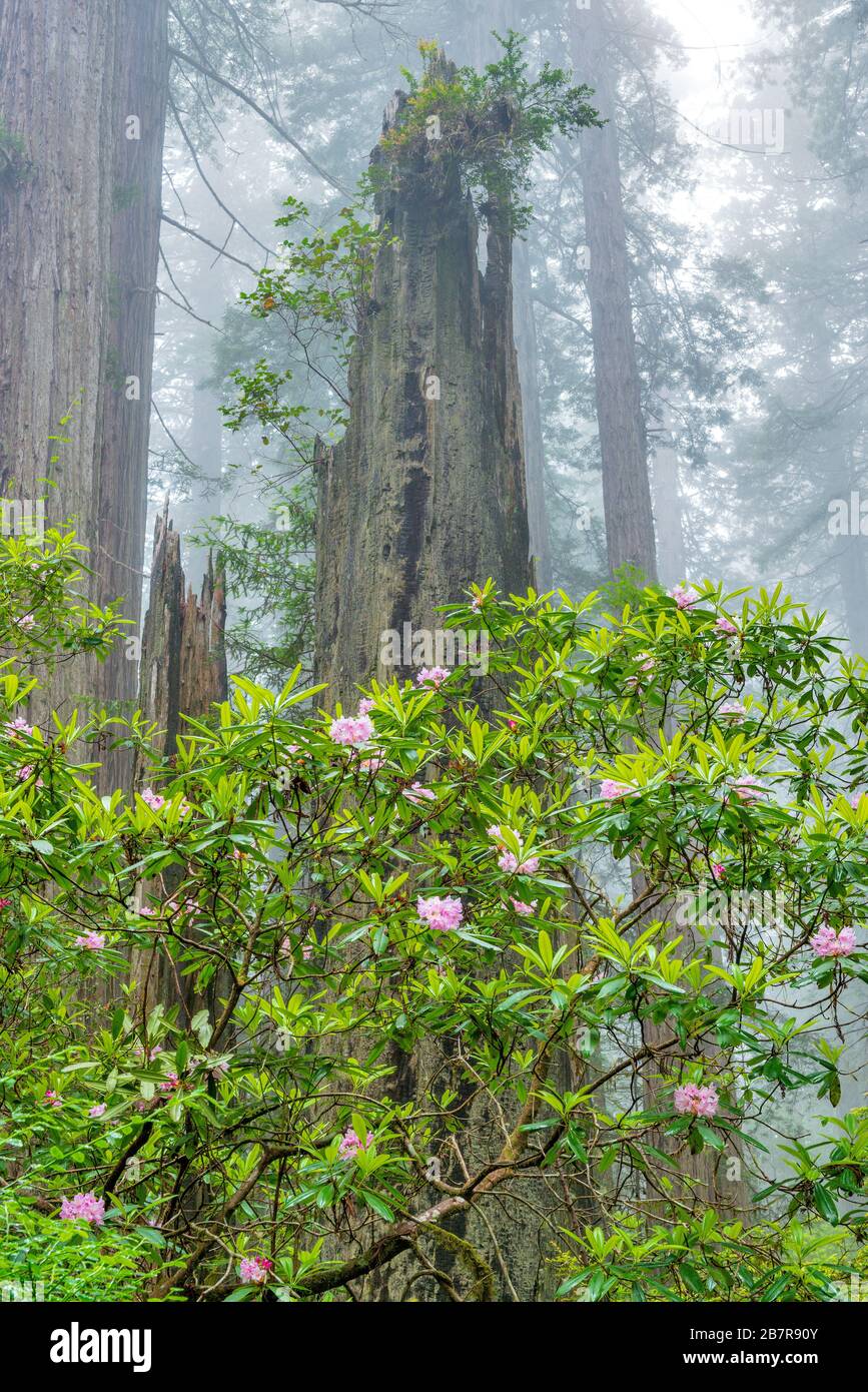 Rhododendron Bloom, Redwoods, Coastal Fog, Damnation Creek, Del Norte Redwoods State Park, Redwood National and State Parks, California Stock Photo