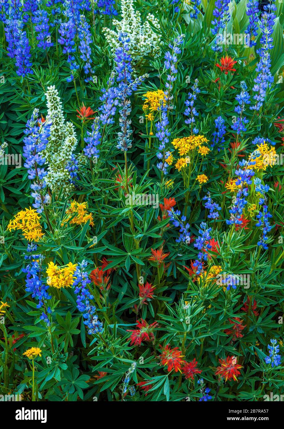 Blue Lupin, Arrowhead Groundsel, Indian Paintbrush, Corn Lily,  Stanislaus National Forest, Sierra Nevada, California Stock Photo