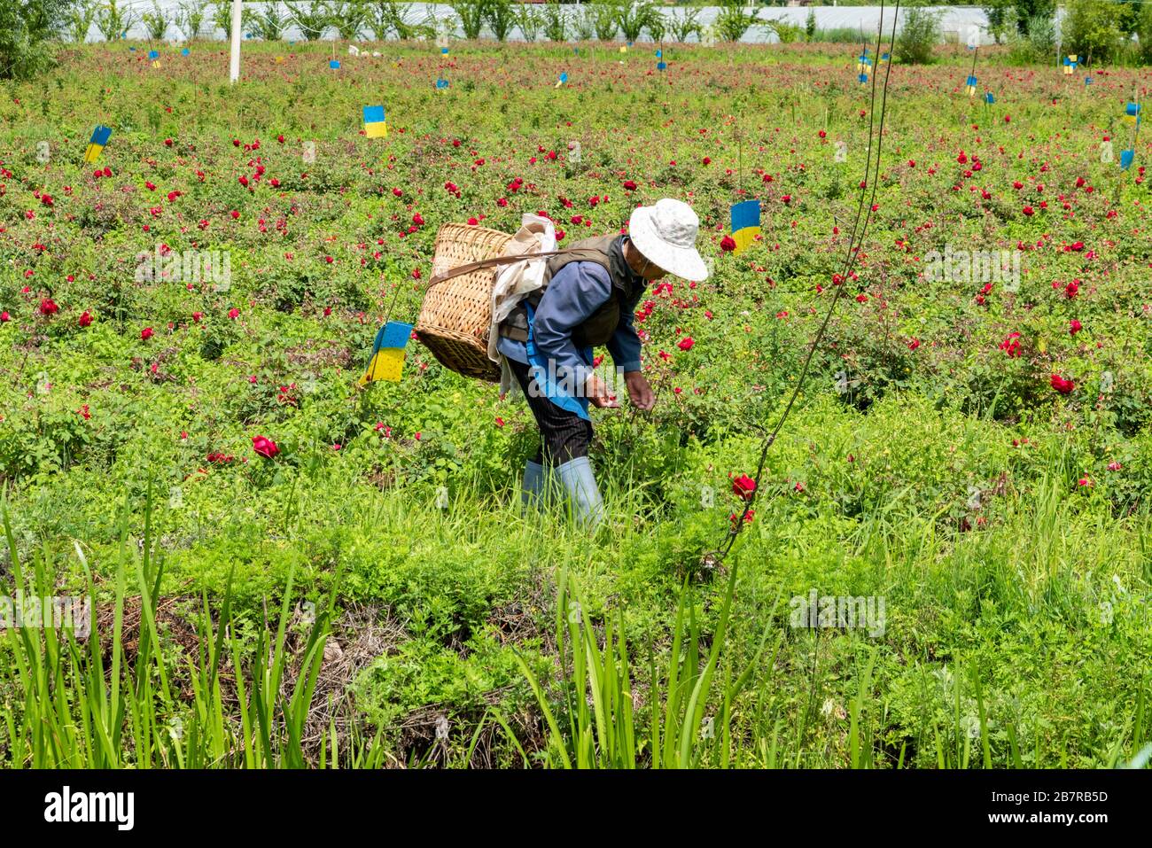 One of the Naxi farmers harvesting roses to be used in cosmetics and baked goods at Lashi Lake