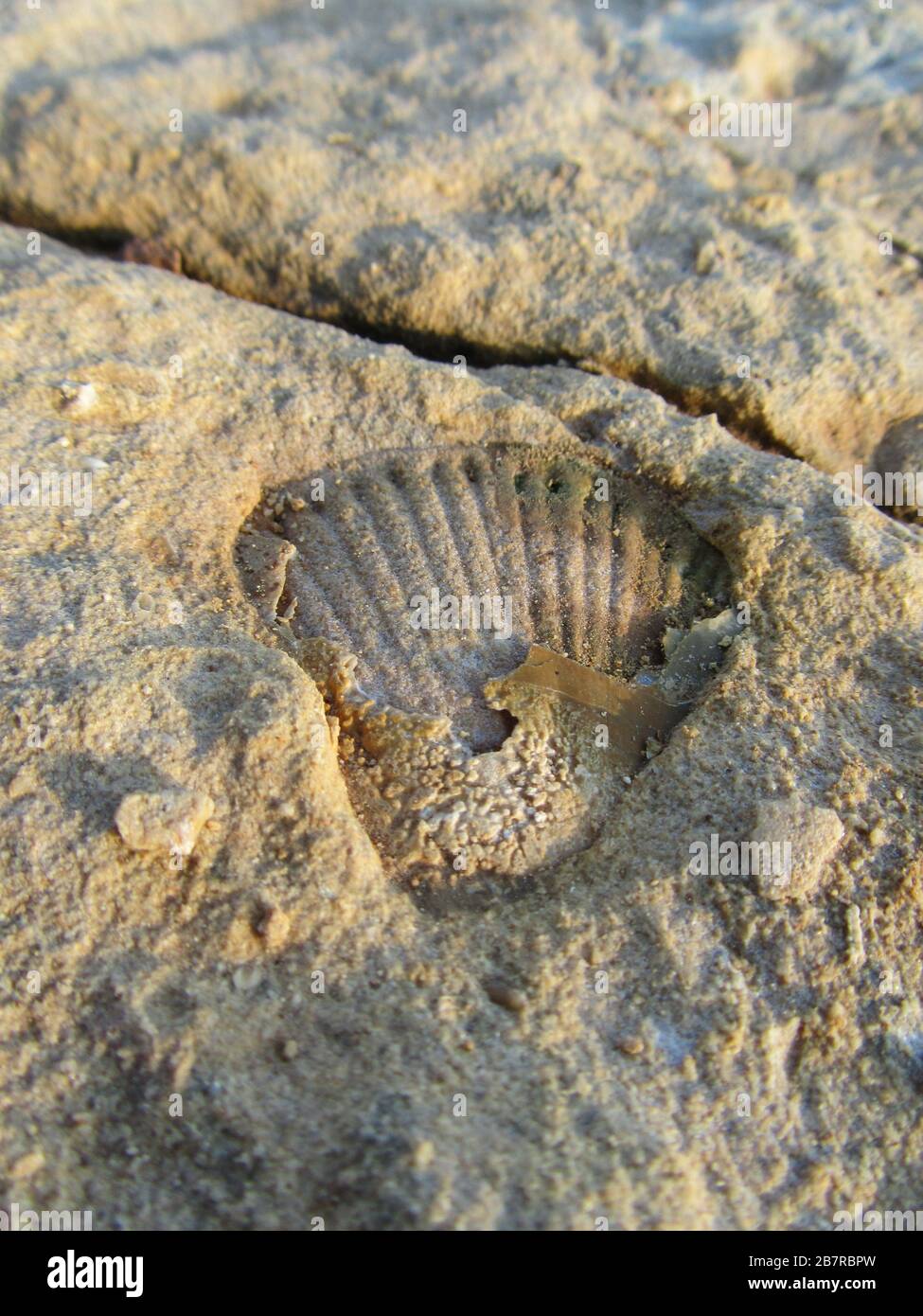 Vertical closeup of a shell fossil in limestone under the sunlight with a blurry background Stock Photo
