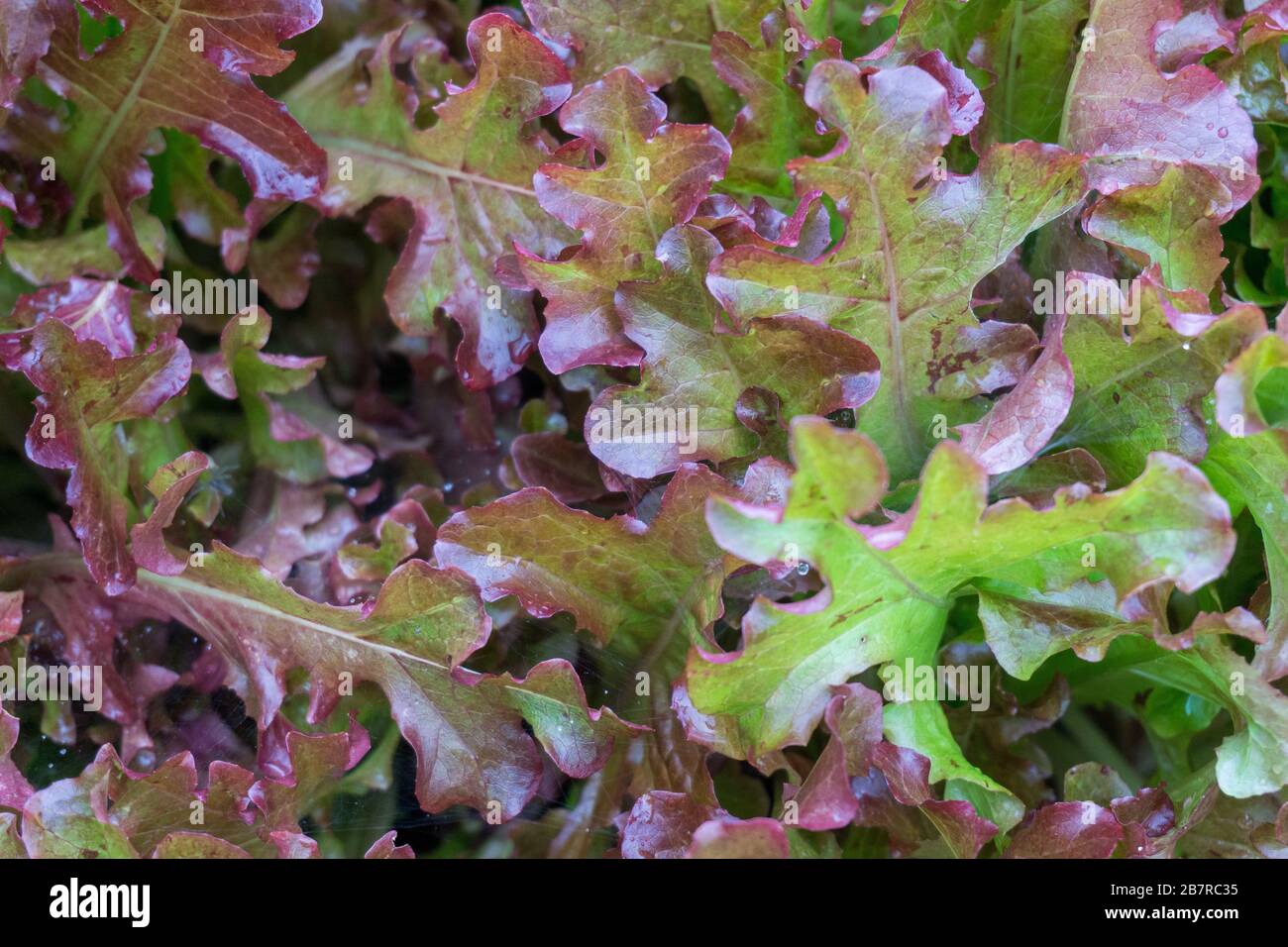 Closeup shot of red and green liverwort plants Stock Photo