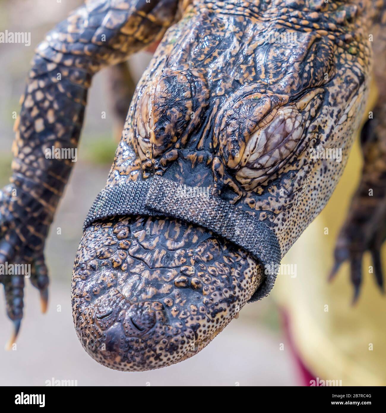 Closeup view of a baby alligator Stock Photo