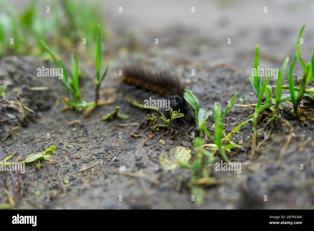 Hairy orange black caterpillar hi-res stock photography and images - Alamy