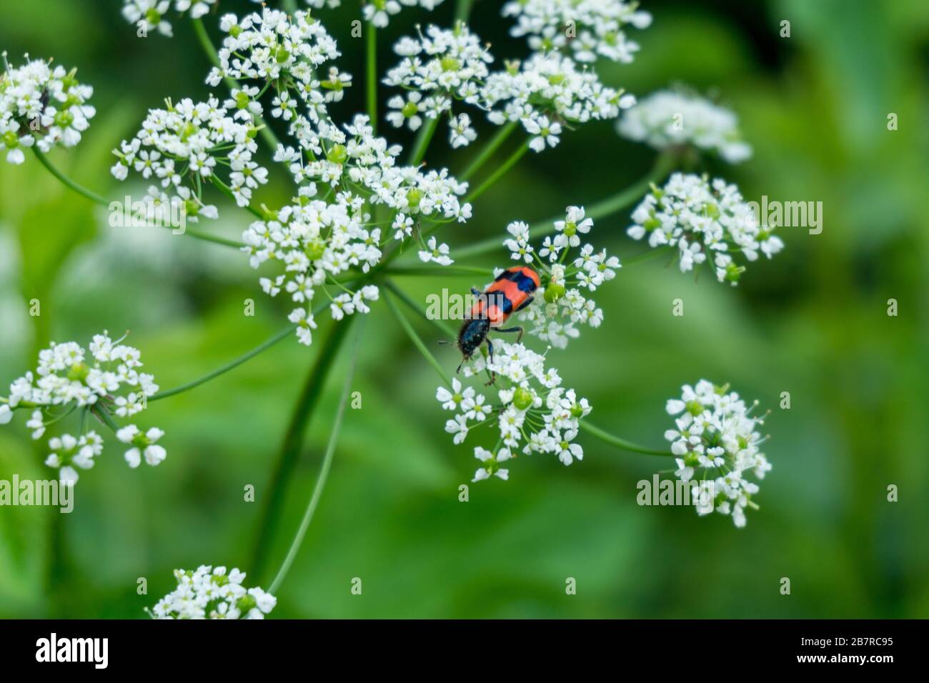 Closeup shot of a bug on cow parsley with a blurred background Stock Photo