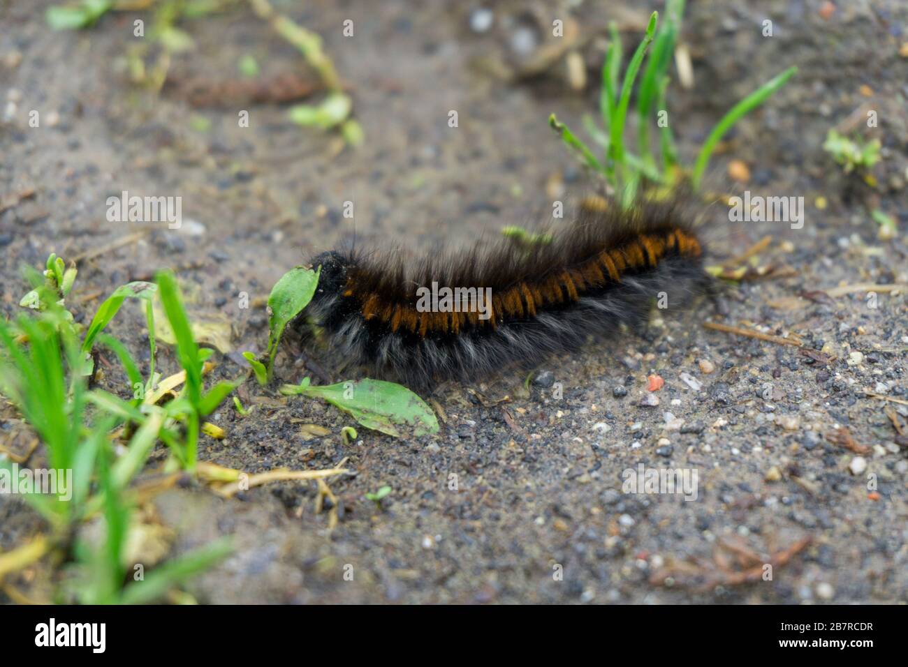 Hairy orange black caterpillar hi-res stock photography and images - Alamy