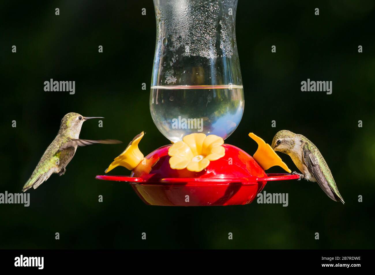 Two wing fly hi-res stock photography and images - Alamy