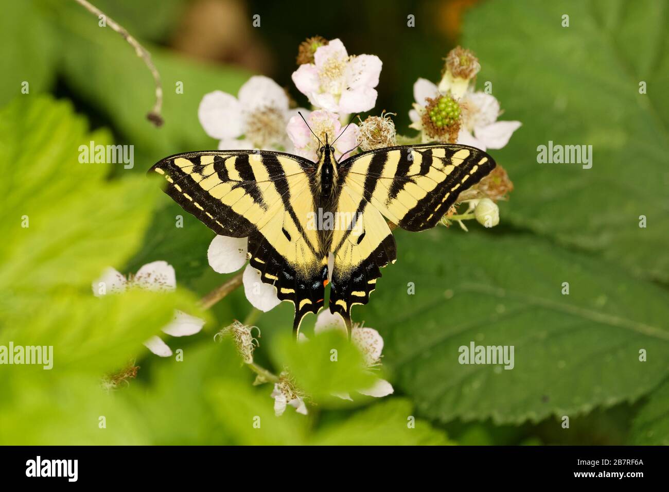 A beautiful Western Tiger Swallowtail Butterfly (Papilio rutulus) sips nectar from a wildflower. Stock Photo