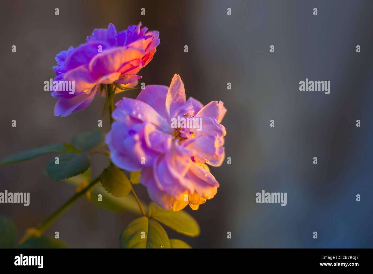 Pair Roses Creative shot of pair of roses on the shrub, pink-colored roses on the ...