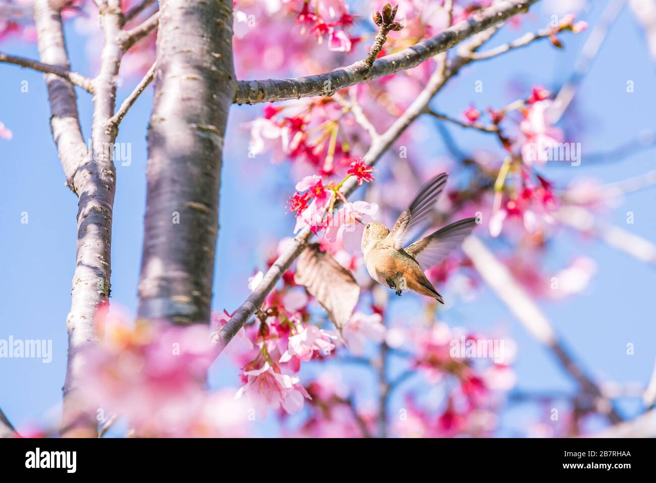 Flying humming bird eating flower nectar from a cherry blossom tree
