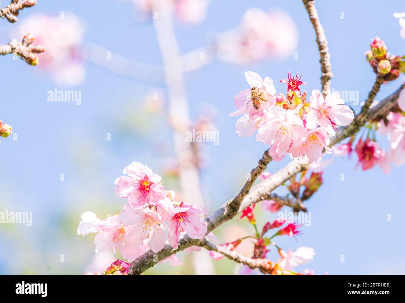 Pink Blossoms and Happy Bees Stock Photo