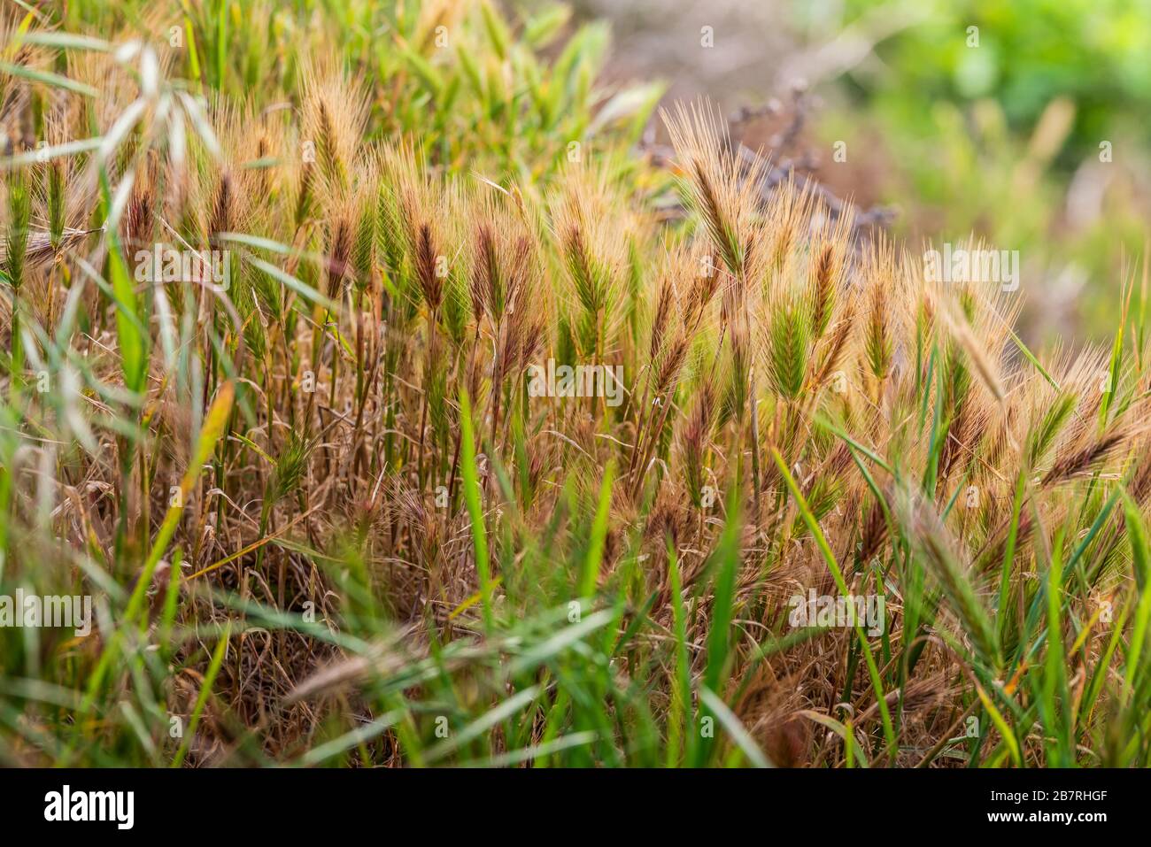 Tall grass lit by the evening sun Stock Photo