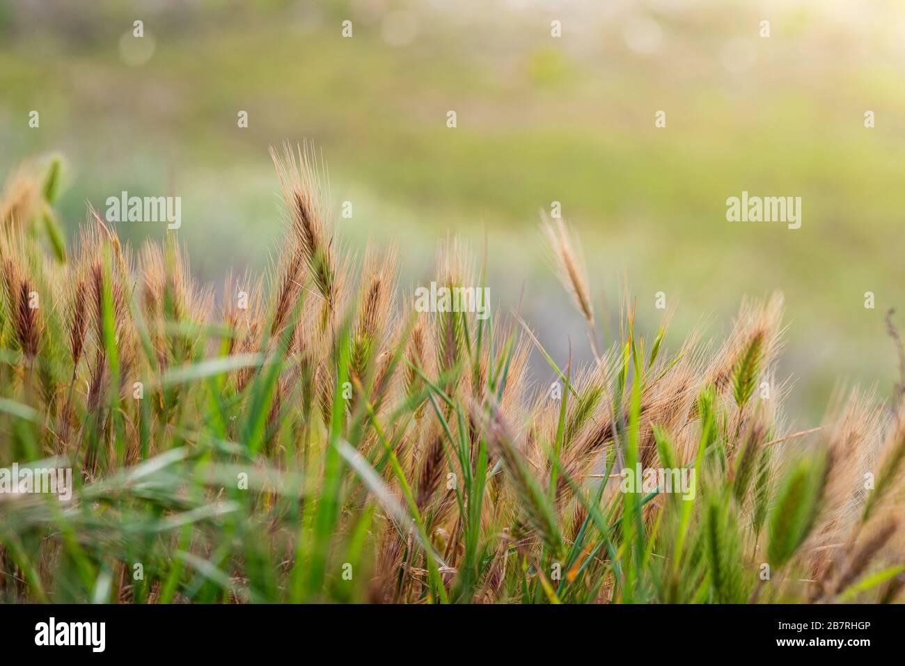 Tall grass vegetation hi-res stock photography and images - Alamy