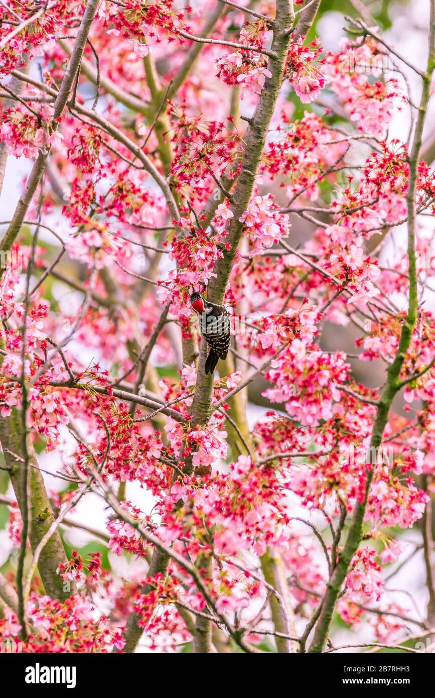 A pygmy woodpecker picks out a snack in a cherry blossom tree Stock Photo
