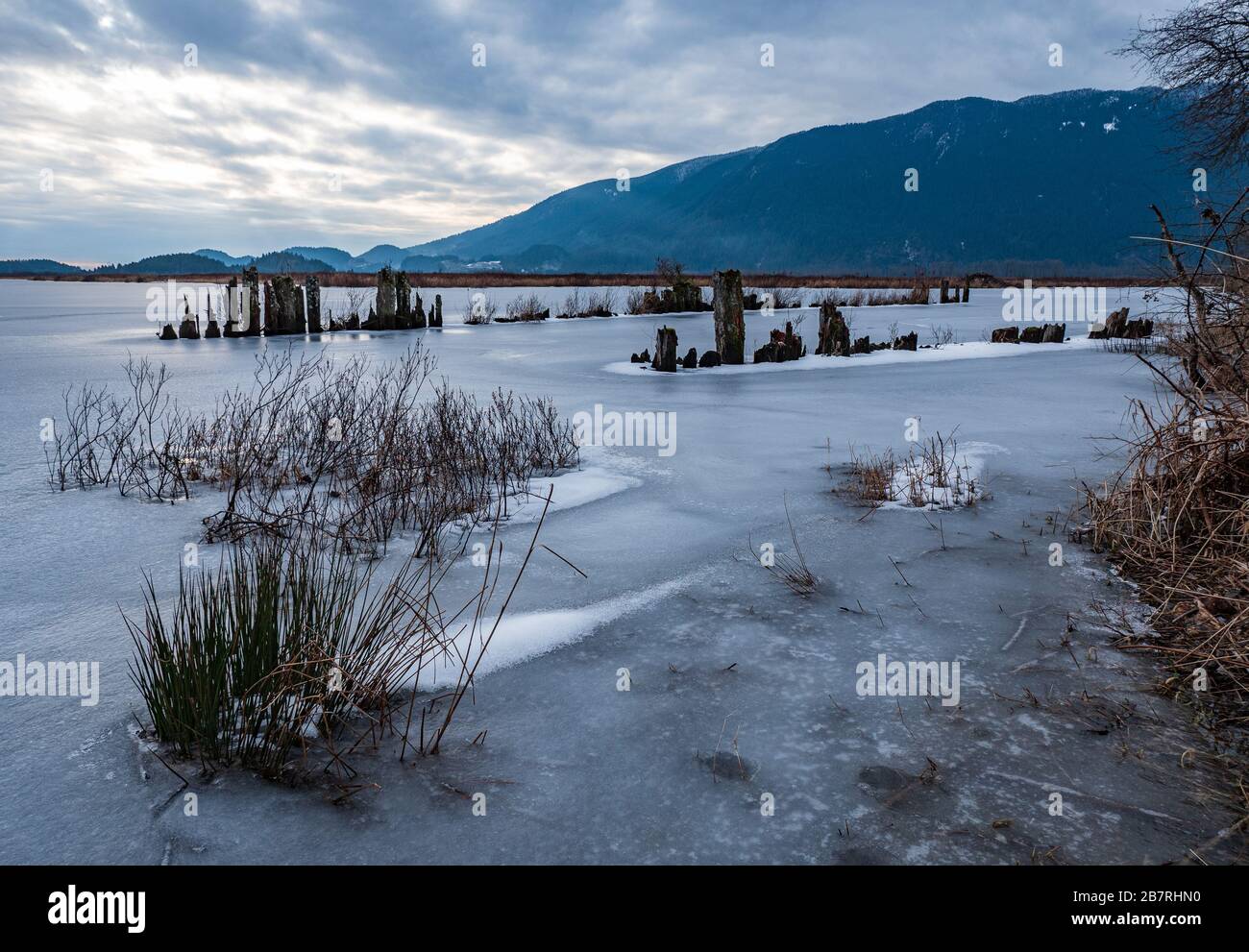 Frozen lake in Pitt Meadows, British Columbia, Canada Stock Photo