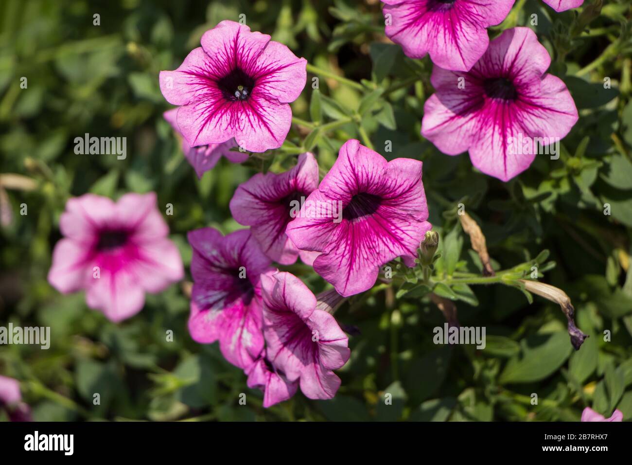 Pink Petunia petunia flower (Petunia Hybrida). Beautiful flowers growing in the garden. Stock Photo