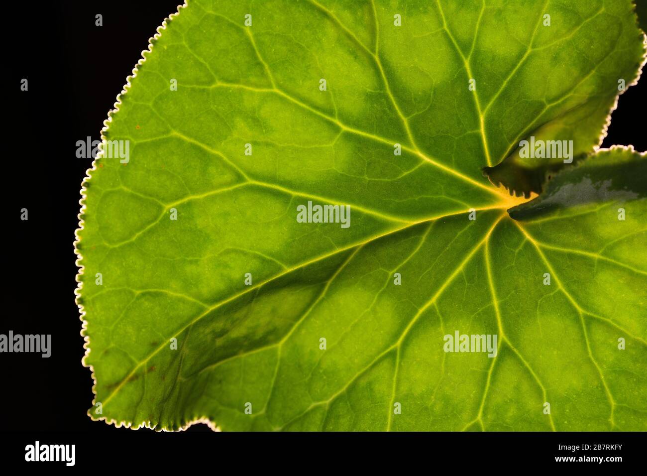 Green leaf on a black background macro photo Stock Photo - Alamy