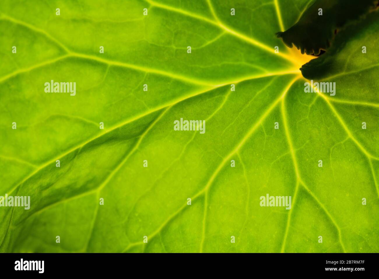 Green leaf on a black background macro photo Stock Photo Alamy