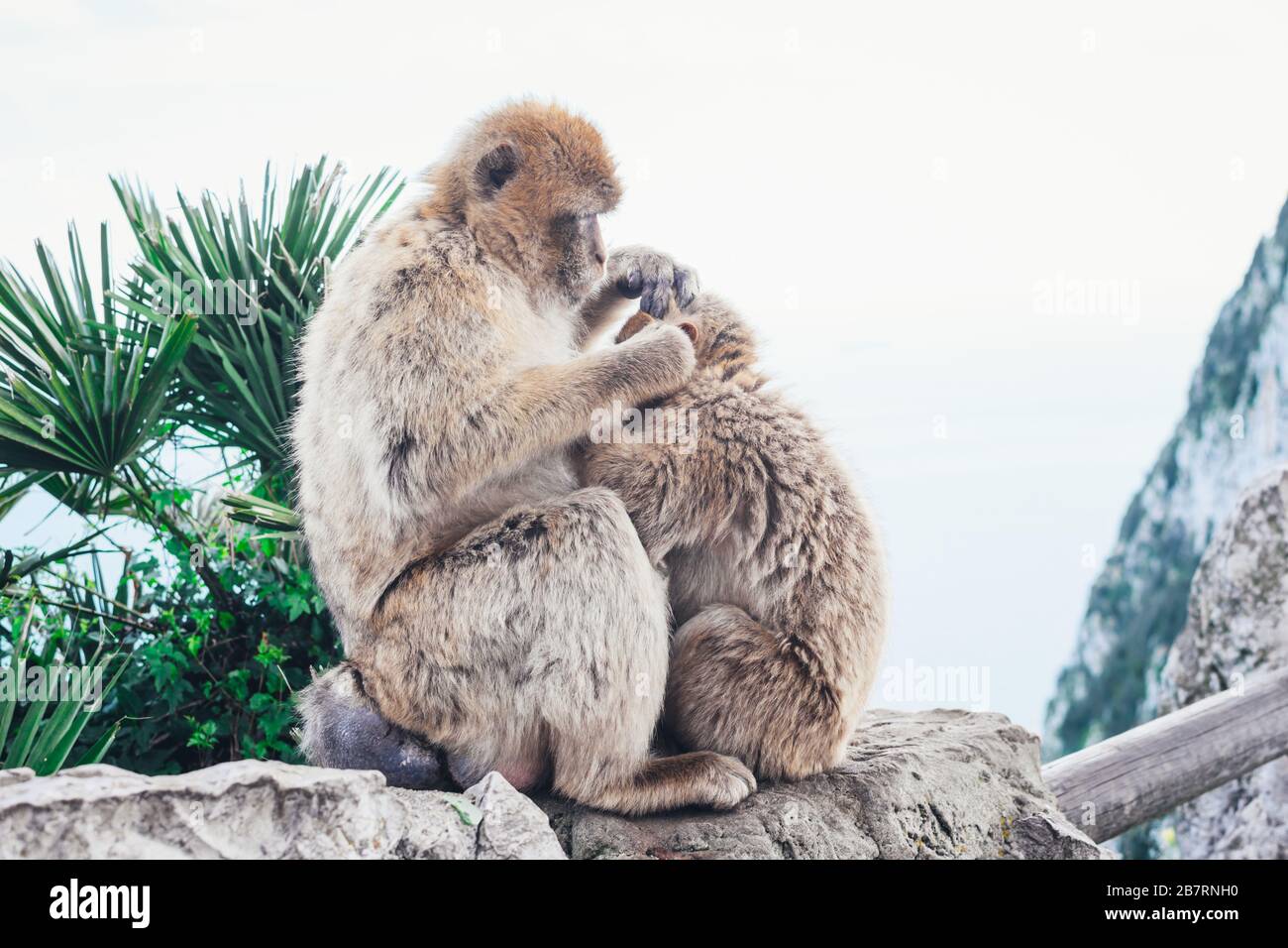 View of two wild monkeys as Barbary Macaque grooming each other at the top of the Rock of Gibraltar. British Colony Gibraltar. Stock Photo