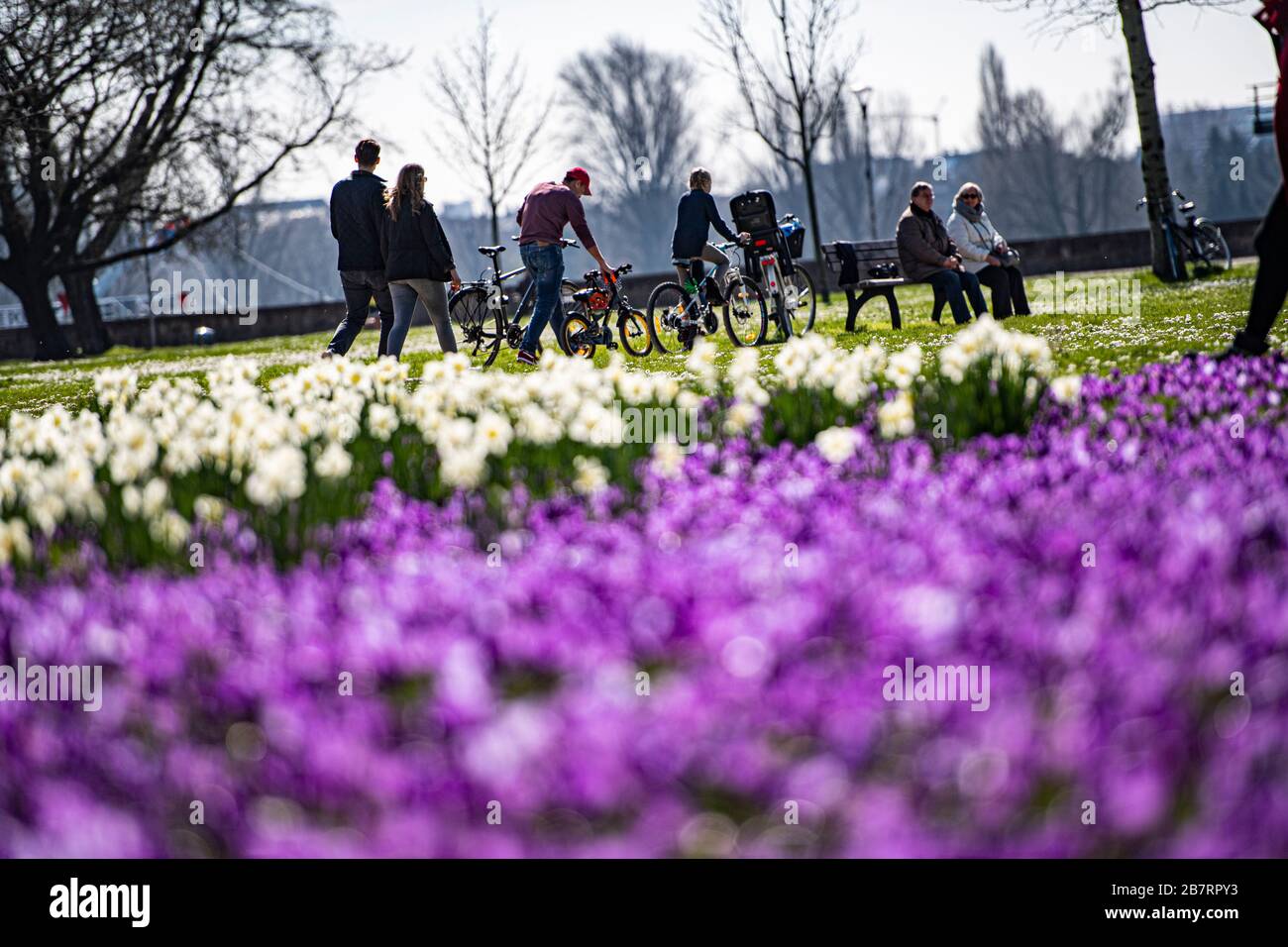 Spring in Düsseldorf at the Rheinpark Stock Photo