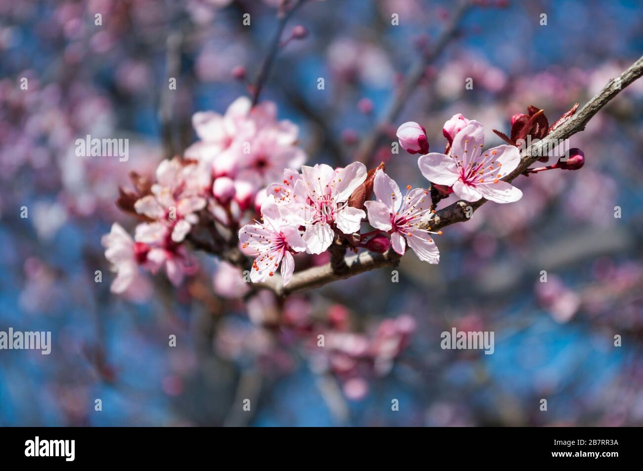 sakura festival japan, first spring flowers, cherry blossom scent Stock ...