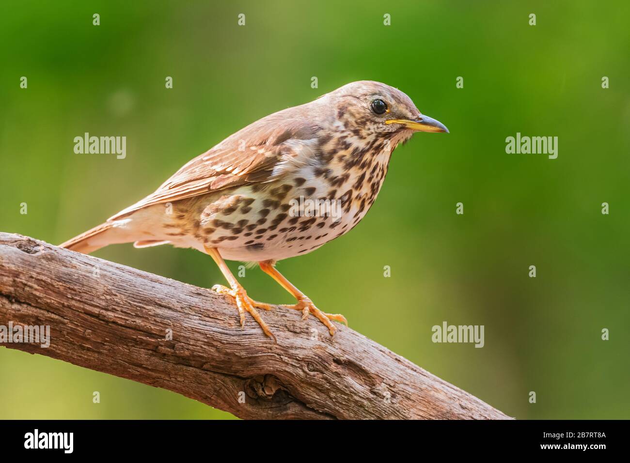 Song Thrush - Turdus philomelos, inconspicuous song bird from European forests and woodlands, Hortobagy, Hungary. Stock Photo
